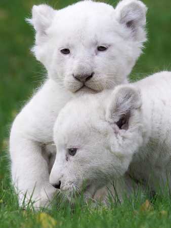 white_lions_stu102.jpg white_lions_stu102.jpg