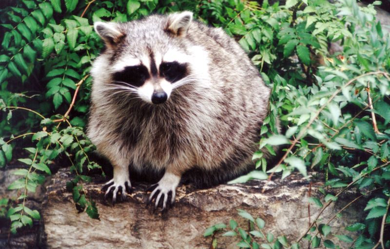 4956.0.feedme.jpg 4956.0.feedme.jpg