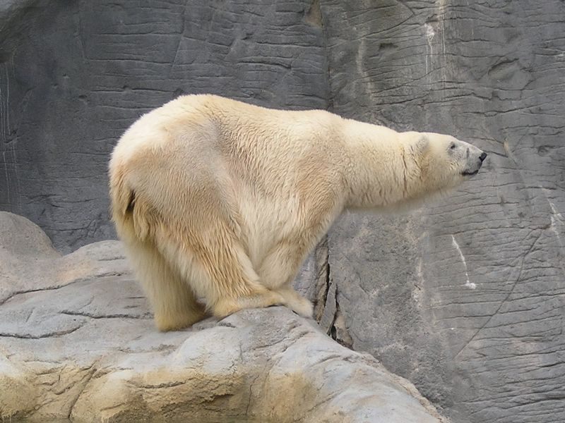 5192.0.Polarbear.jpg