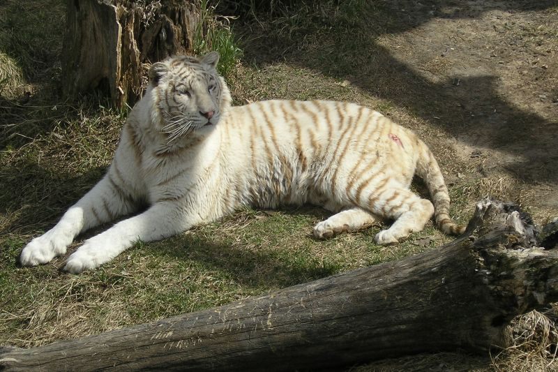 5198.0.Tiger.jpg 5198.0.Tiger.jpg