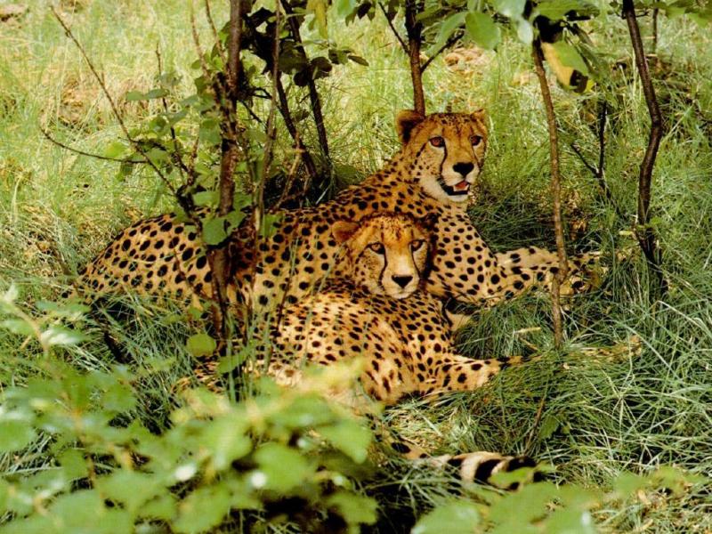 Cheetahs_resting.jpg