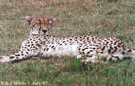 EastAfrica-Cheetah971-Relaxing-OnPlain.jpg