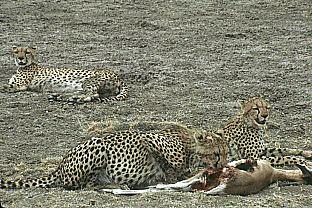 SDZ_0100-Cheetahs-Dinner.jpg