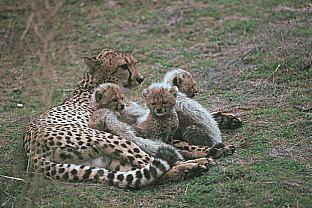 SDZ_0379-Cheetahs-MomNBabies.jpg