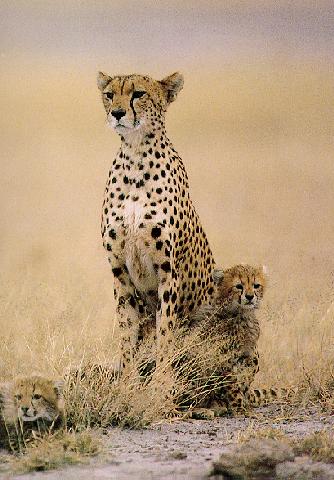 cheetahcub8.jpg