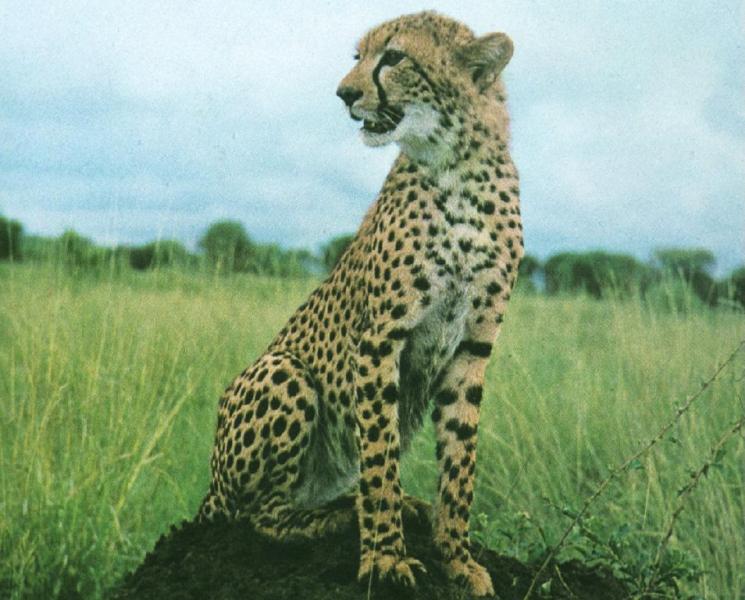 cheetah-1.jpg