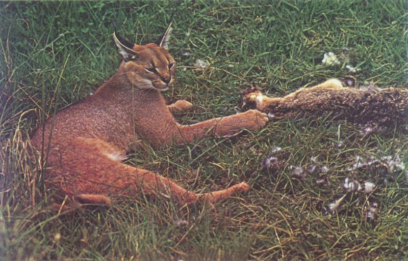 Caracal-bunny2.jpg Caracal-bunny2.jpg