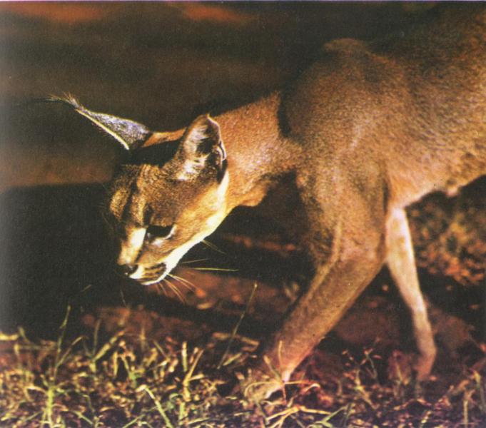 Caracal-night.jpg