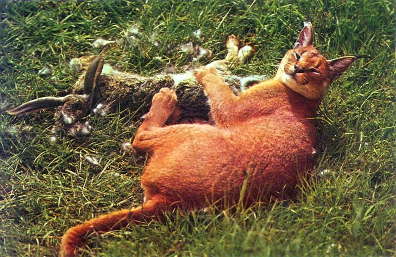 _Caracal-bunny1.jpg _Caracal-bunny1.jpg