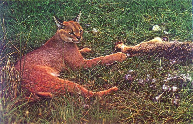 _Caracal-bunny2.jpg