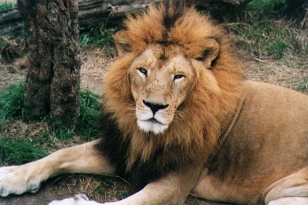 LION03.JPG