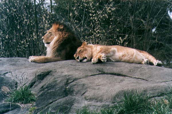 LION07.JPG