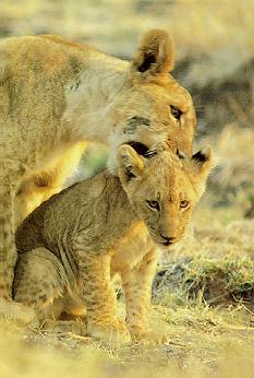 LIONCUB7.JPG
