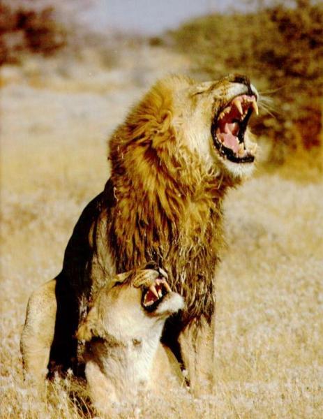 LIONS1-mating.jpg LIONS1-mating.jpg