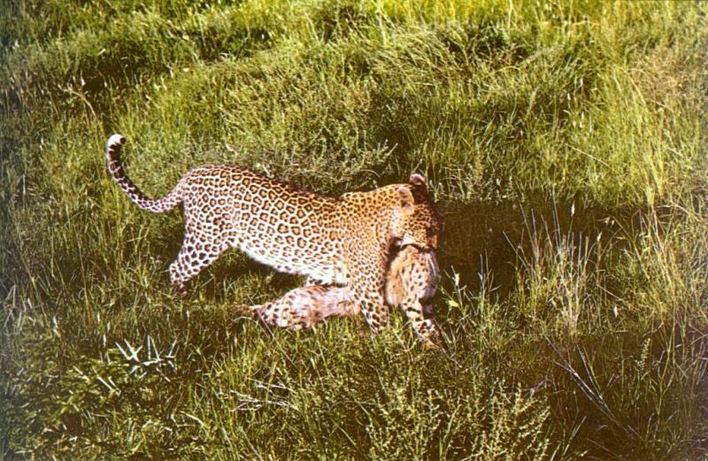 Eatting_Serval.jpg Eatting_Serval.jpg