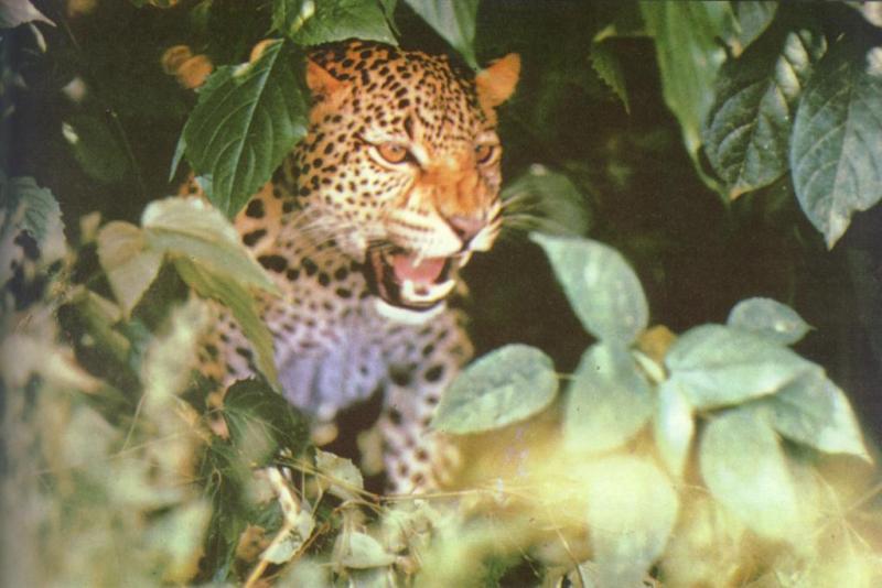 In_the_bushes.jpg In_the_bushes.jpg