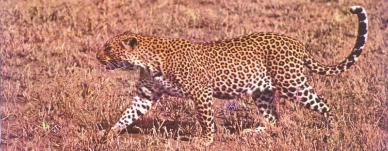 Savannah.jpg Savannah.jpg