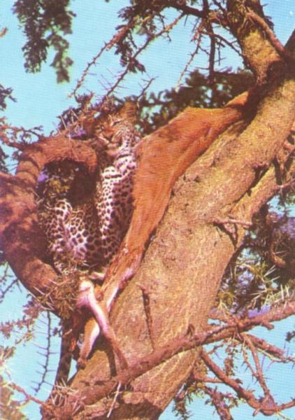 Young_on_tree_2.jpg Young_on_tree_2.jpg