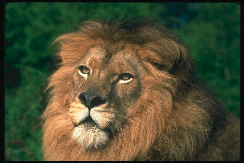 Lion.gif