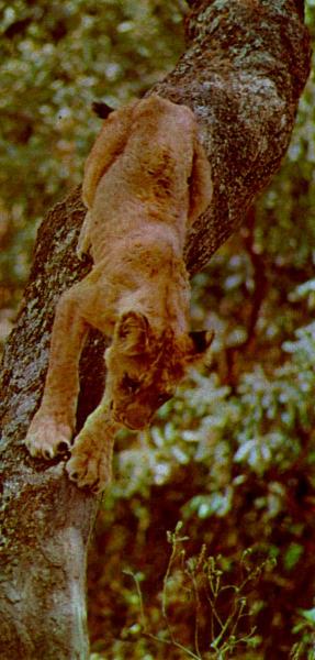 Lioncub1.jpg