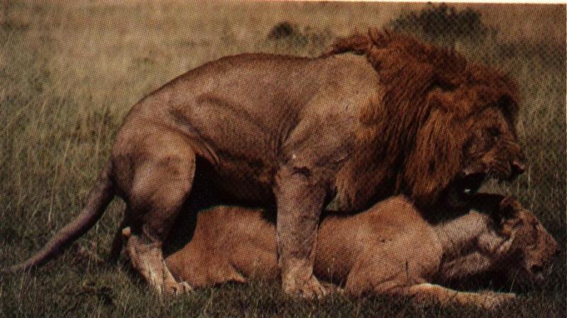 Lions-Couple-Mating1.jpg Lions-Couple-Mating1.jpg