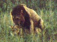 Lions-Couple-Mating4.jpg Lions-Couple-Mating4.jpg