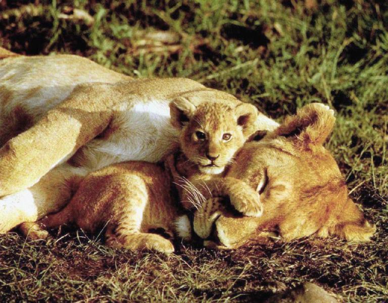Lions-SleepingMom-Baby-Cub14.jpg