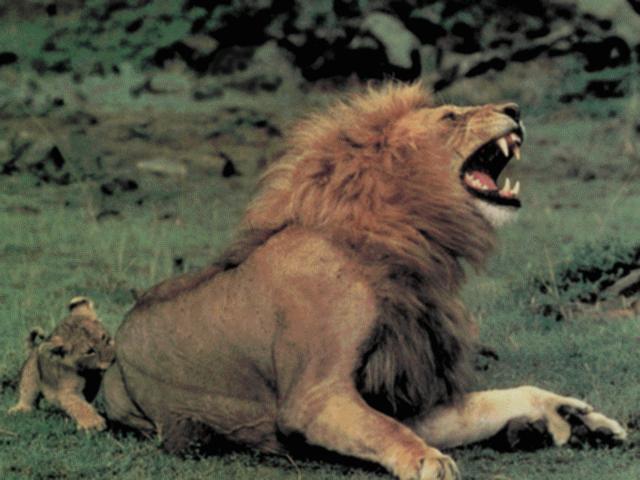 Lions-buttbite.jpg Lions-buttbite.jpg