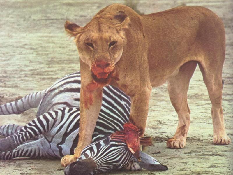 Lioness-Zebra(2).jpg Lioness-Zebra(2).jpg