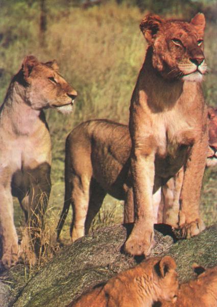 Lionesses_on_Rock.jpg Lionesses_on_Rock.jpg