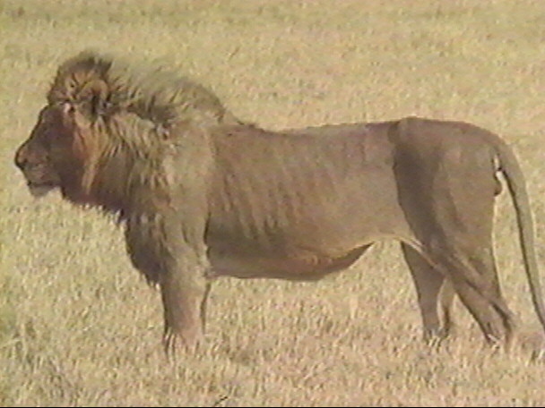 -LION04.JPG