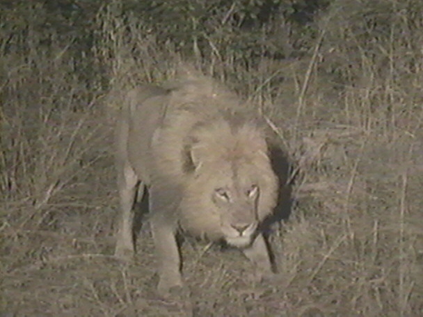 -LION12.JPG