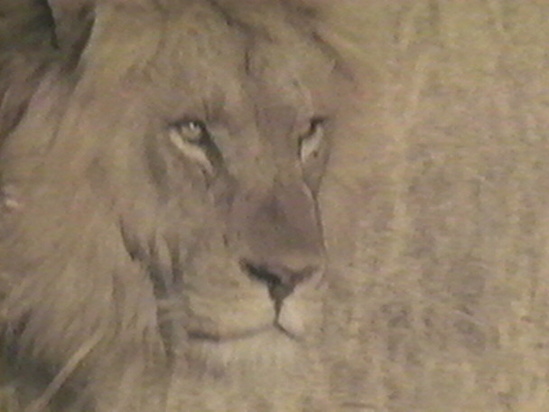 -LION15.JPG
