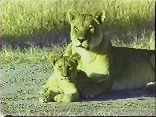 Lion-cub03.jpg