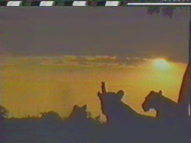 Lionesses-sunset.jpg