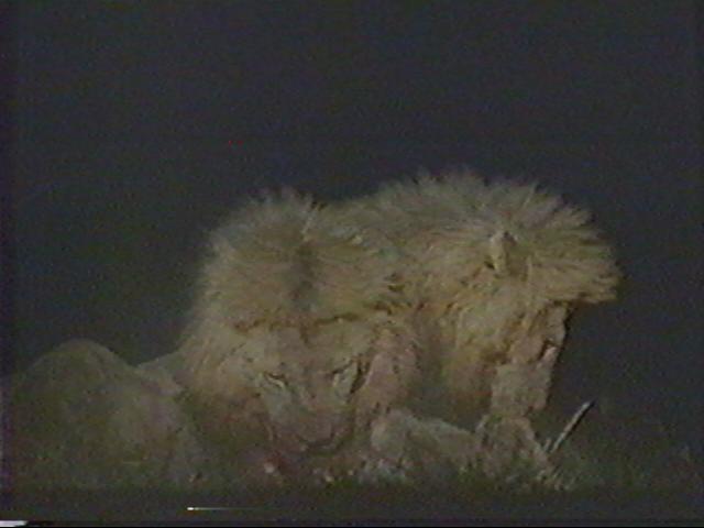 LionsEatting01.jpg LionsEatting01.jpg