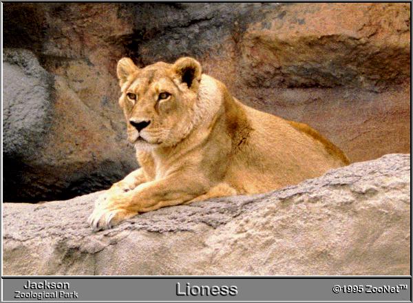 LIONESS2.JPG