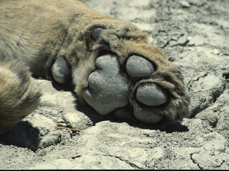 Pawnography.jpg Pawnography.jpg