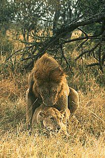 SDZ_0021-Lions-Mating.jpg SDZ_0021-Lions-Mating.jpg