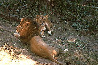 SDZ_0285-LionsCouple.jpg