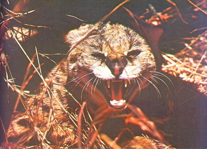 In_the_bushes.jpg In_the_bushes.jpg