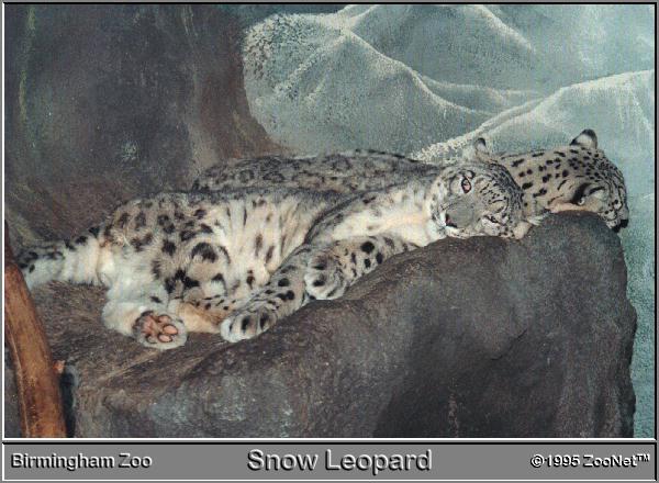 BirminghamZoo-2SnowLeopardsLieDownOnRock.jpg BirminghamZoo-2SnowLeopardsLieDownOnRock.jpg