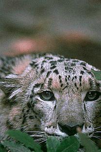 SDZ_0027-SnowLeopard-Face-Closeup.jpg
