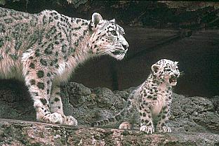 SDZ_0030-SnowLeopards-MomNBaby.jpg