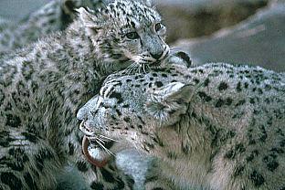 SDZ_0031-SnowLeopards-MomNBaby.jpg