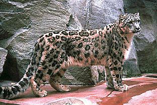 SDZ_0032-SnowLeopard.jpg
