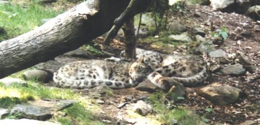 Snooze01-BronxZoo-SnowLeopards-Sleepy.jpg Snooze01-BronxZoo-SnowLeopards-Sleepy.jpg