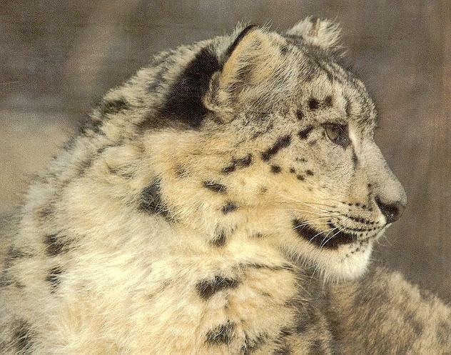 SnowLeopard-FaceCloseup.jpg