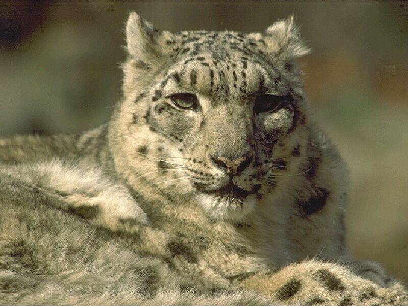 SnowLeopard-Sitting-FaceCloseup.jpg