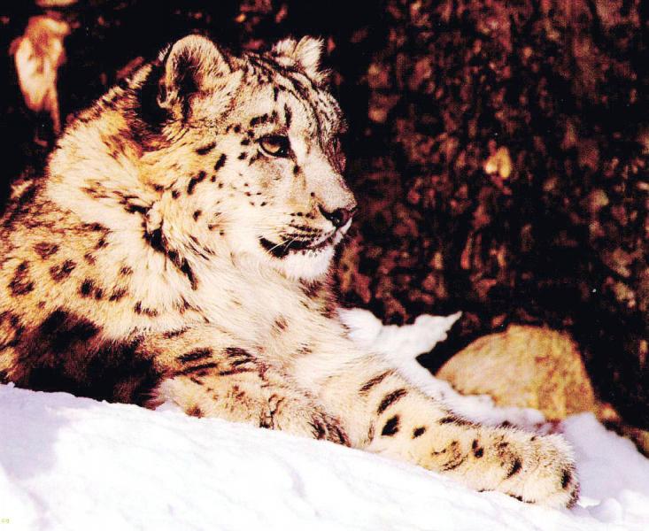 SnowLeopard-Sitting-OnSnow.jpg